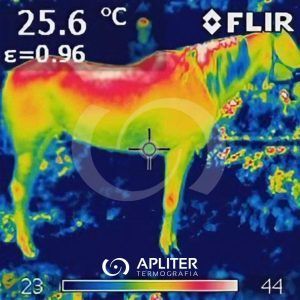 termografia veterinaria